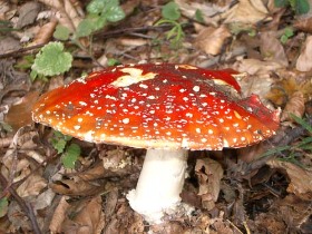 gombászás, gyógynövénygyüjtés, turizmus